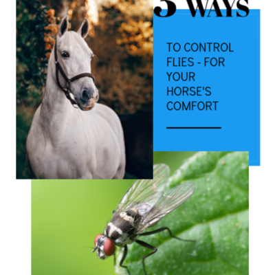 Fly Control For Horses – Keep your Horse Happy and Comfortable.