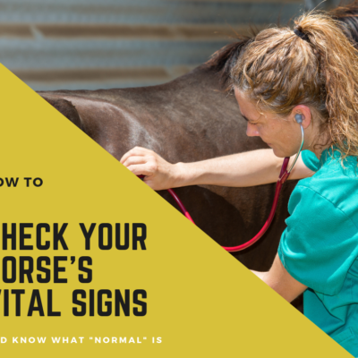 Your Horse’s Vital Signs and Why They’re Important