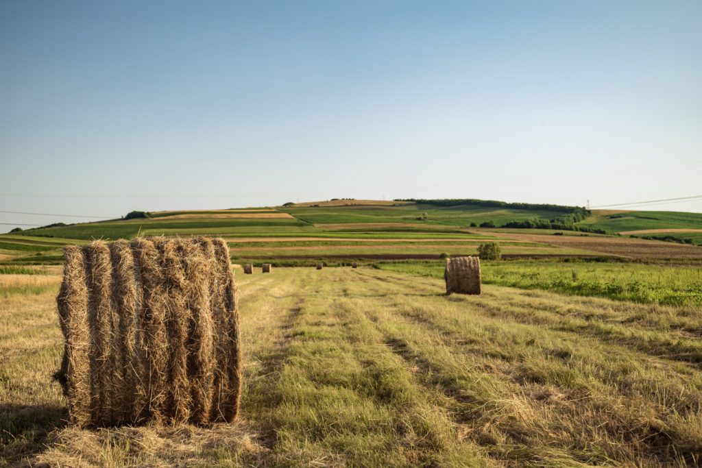 Hay Field