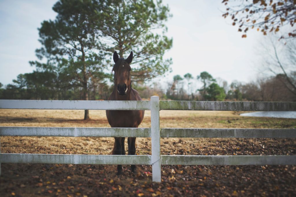 Horse fencing - the different types of horse fencing can affect your horse, so make sure you know the cost and type of fencing you want on your horse property. 