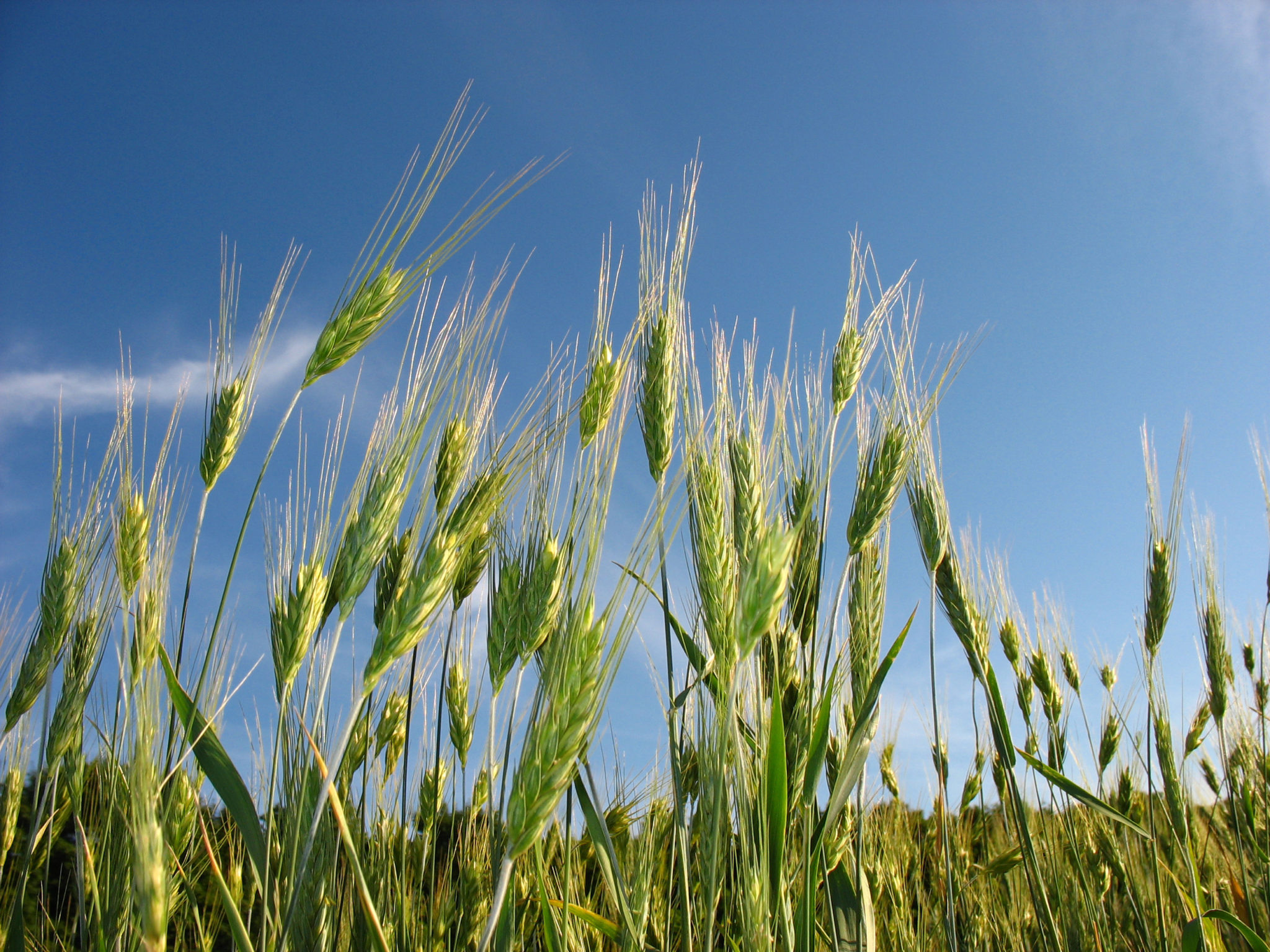 Hay Grass Identification