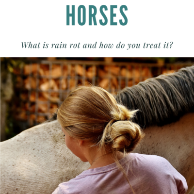 What Is Rain Rot In Horses And What Is The Best Treatment For Rain Rot?