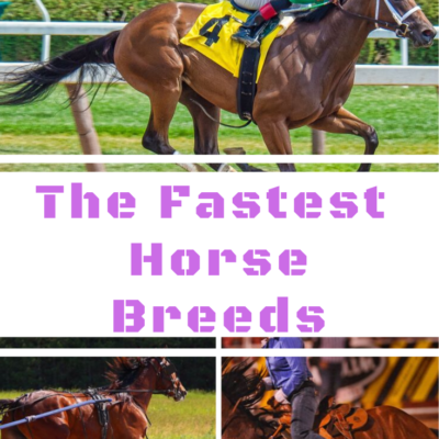 The 8 Fastest Horse Breeds in the World