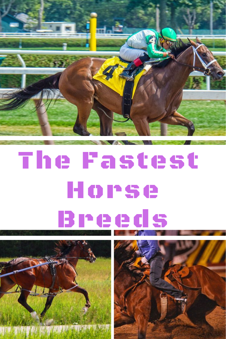 The 8 Fastest Horse Breeds In The World