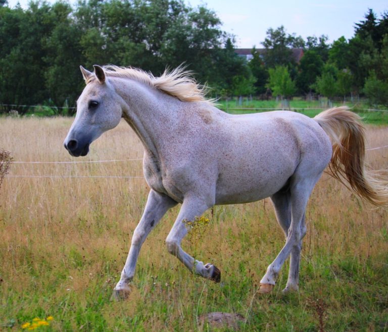 The 8 Fastest Horse Breeds in the World