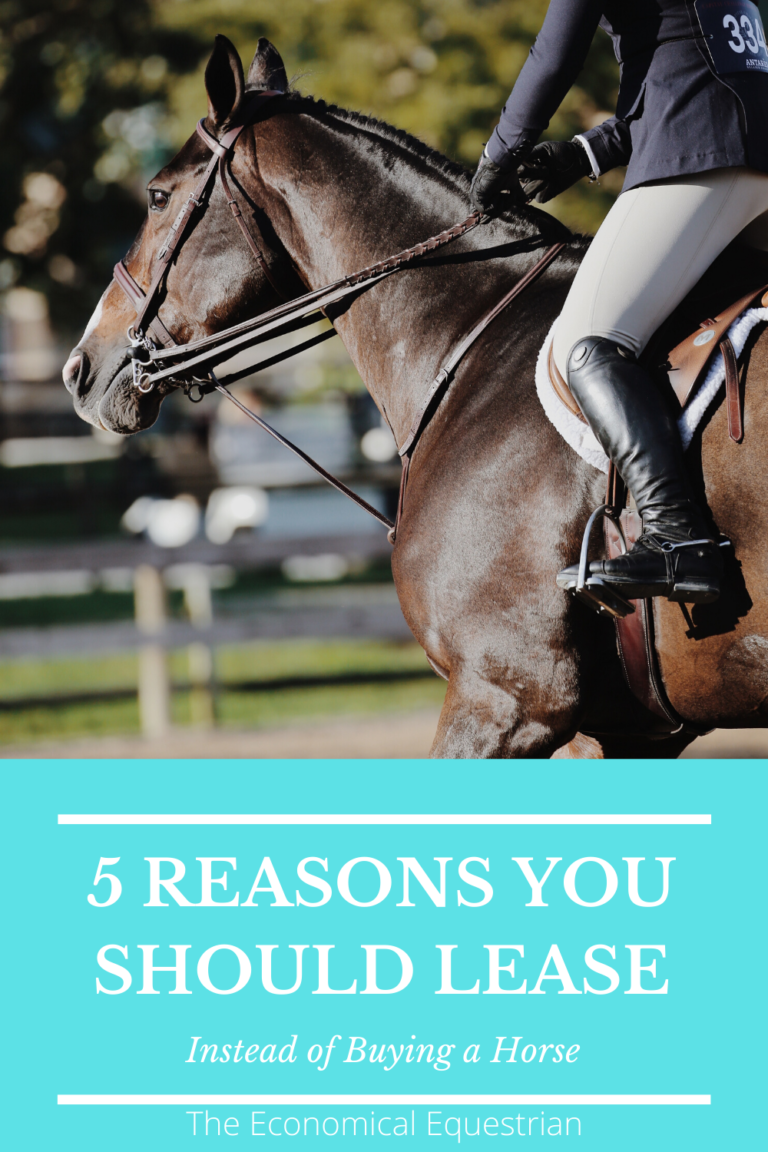 5 Great Reasons To Lease A Horse Rather Than Own One