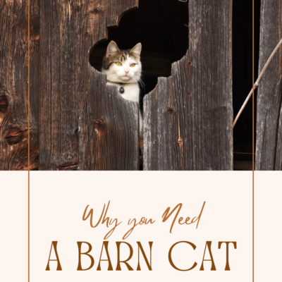 The Surprising Benefits of Owning a Barn Cat